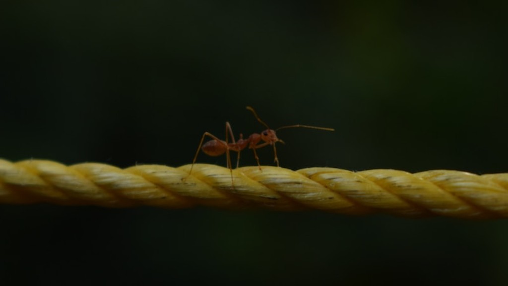 Quantos anos têm as formigas