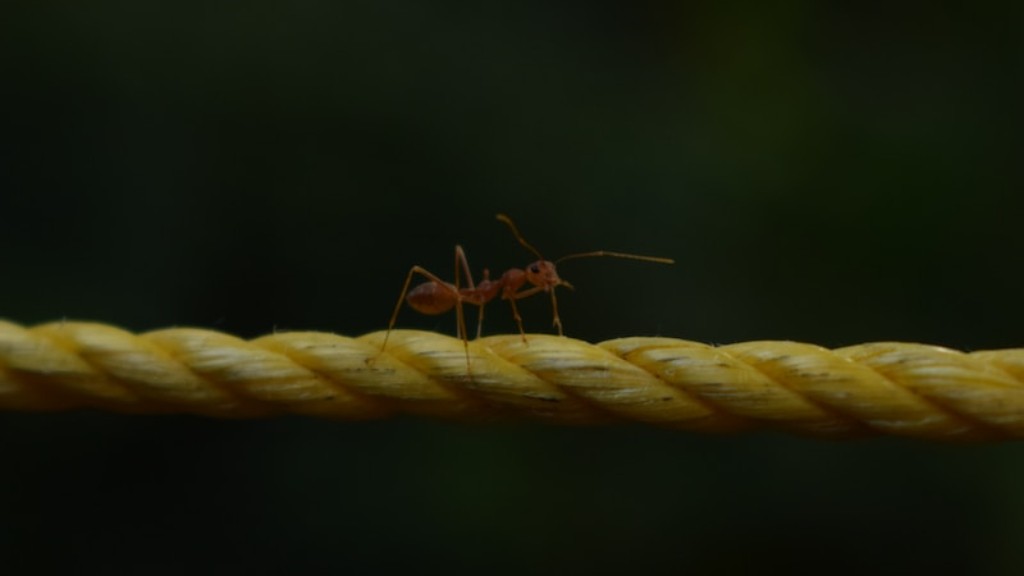 Is It Bad To Have Ants In Your Garden