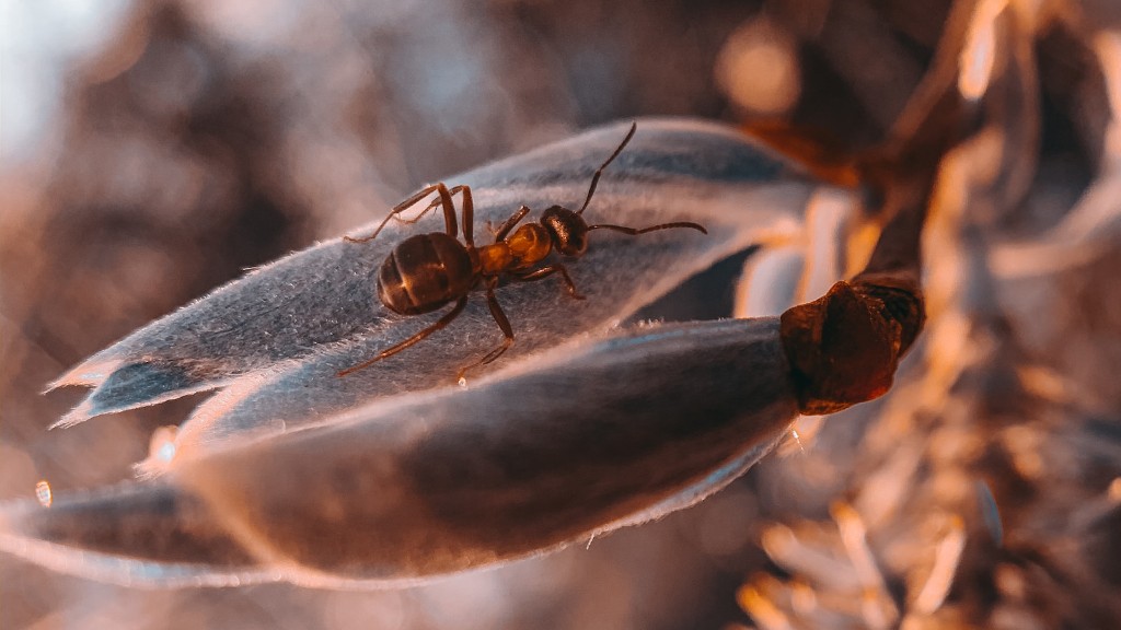 Hur gamla är myror