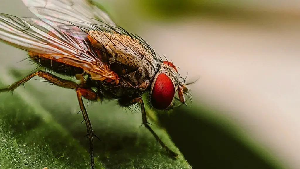 How long do flies live indoors?