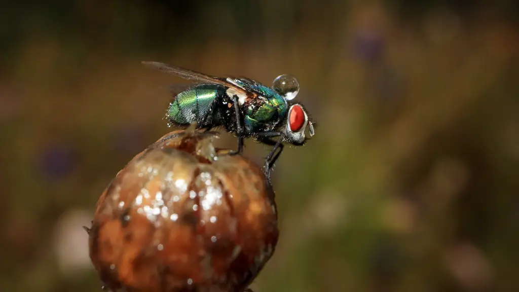 How to keep flies off cows naturally?