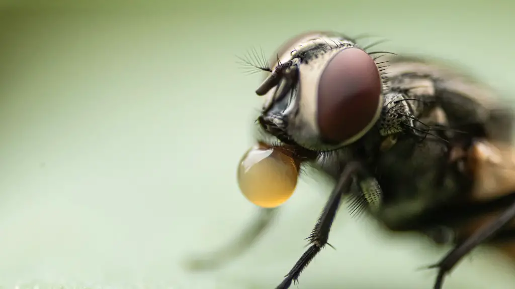 What insect flies the fastest?