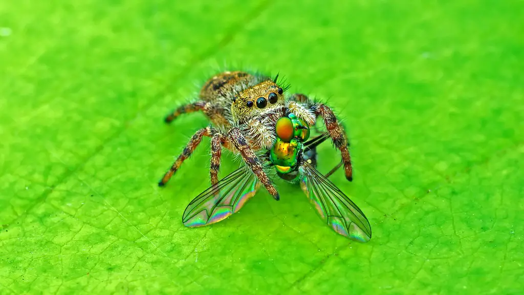 How long does flies live?