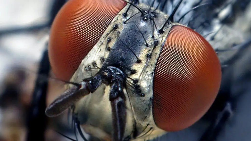 What To Do About Ants In Kitchen