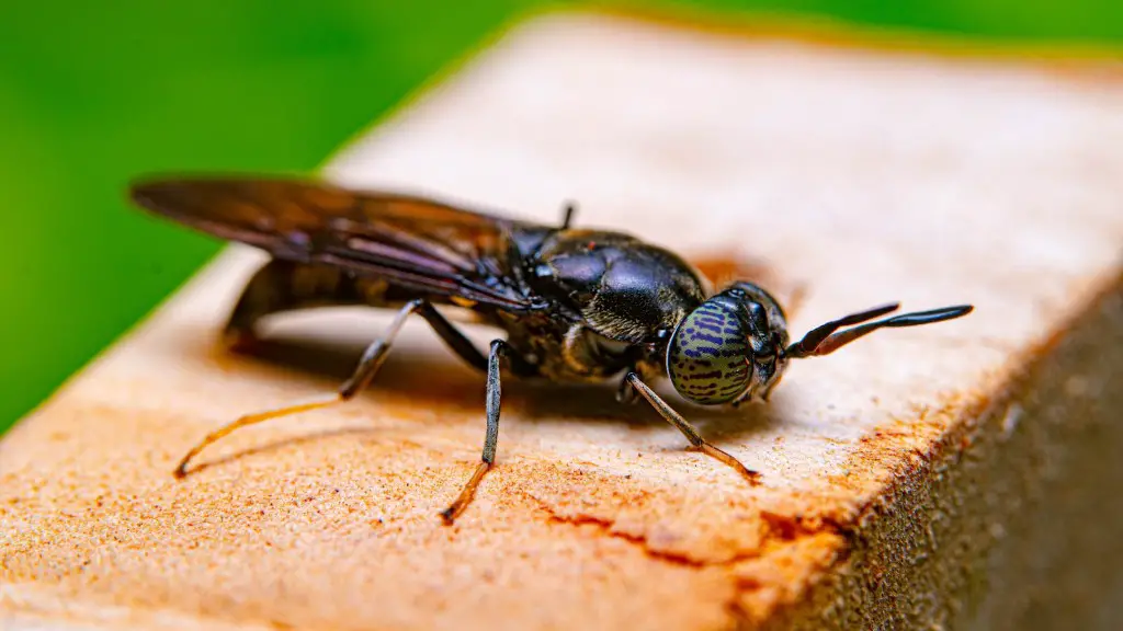 How fast do flies fly?