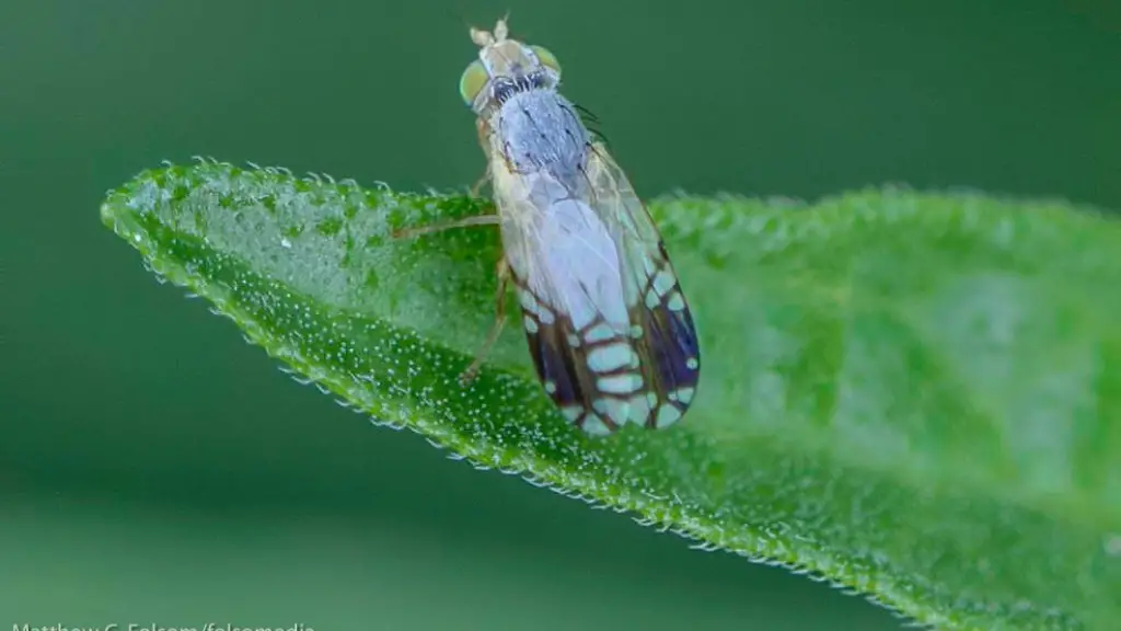 Does lysol kill fruit flies?