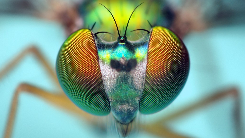 What do flies mean spiritually?