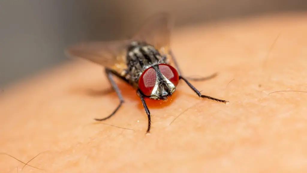 are flies attracted to mold
