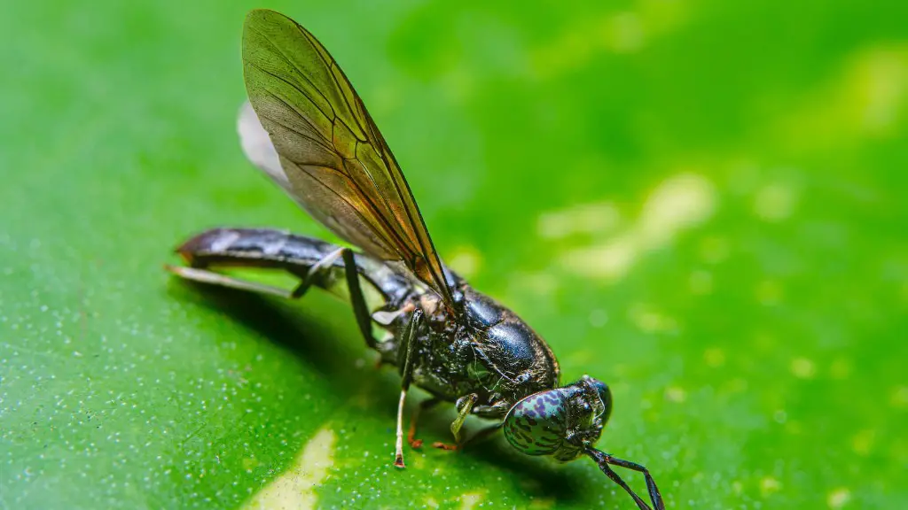 How to get rid of flies outside naturally?