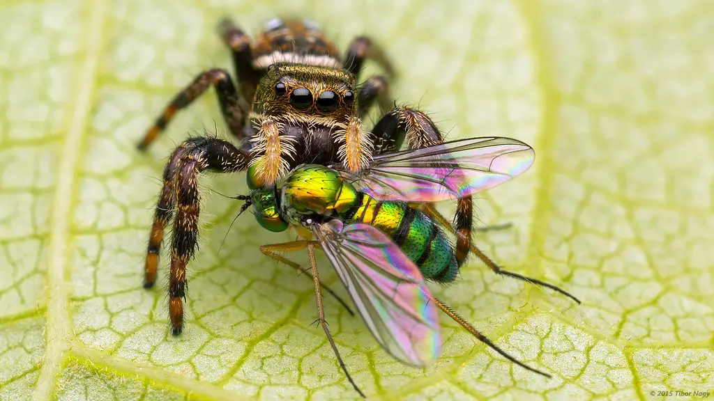 What has happened to all the grasshoppers?