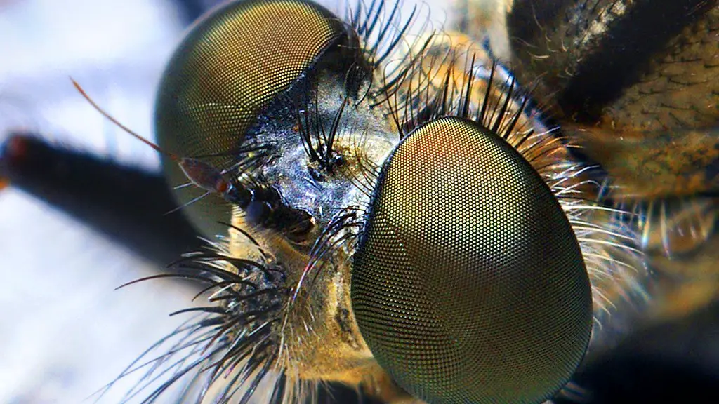 Are horse flies dangerous?