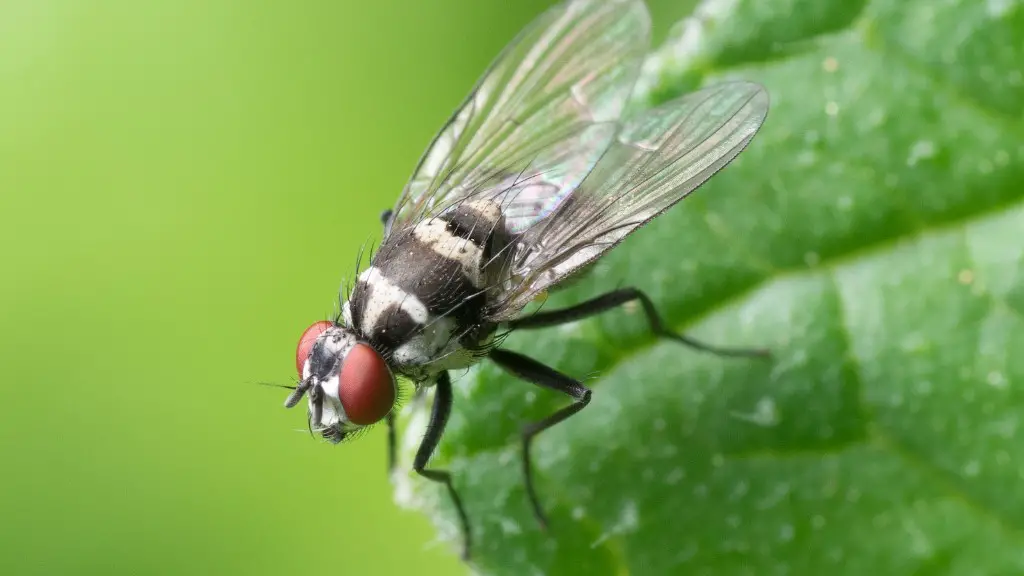 How to keep flies out of house?