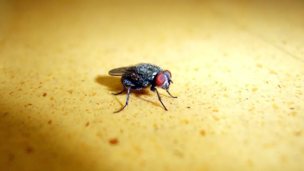 How to trap fruit flies with vinegar?