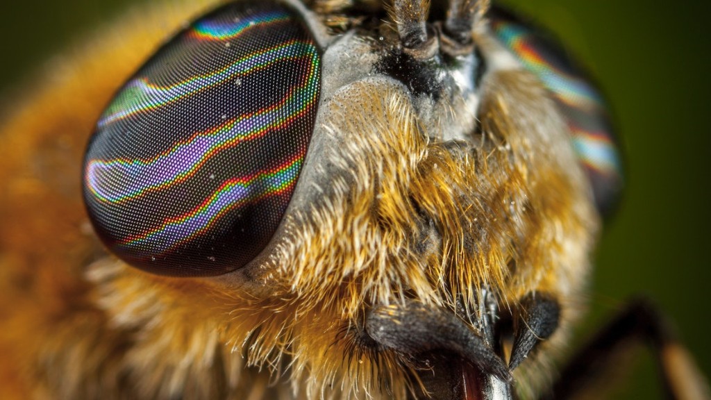 What smell do flies hate the most?