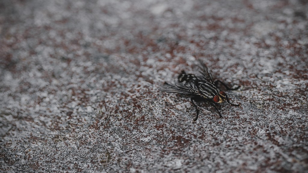 Why does flies like poop? - Aboutbugz.com
