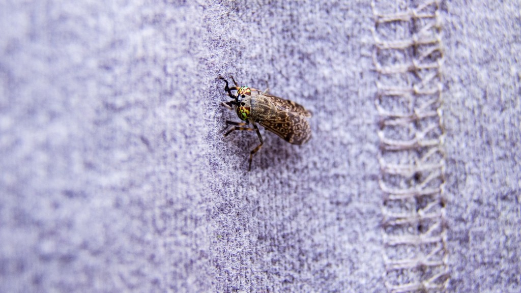 what-causes-horse-flies-aboutbugz