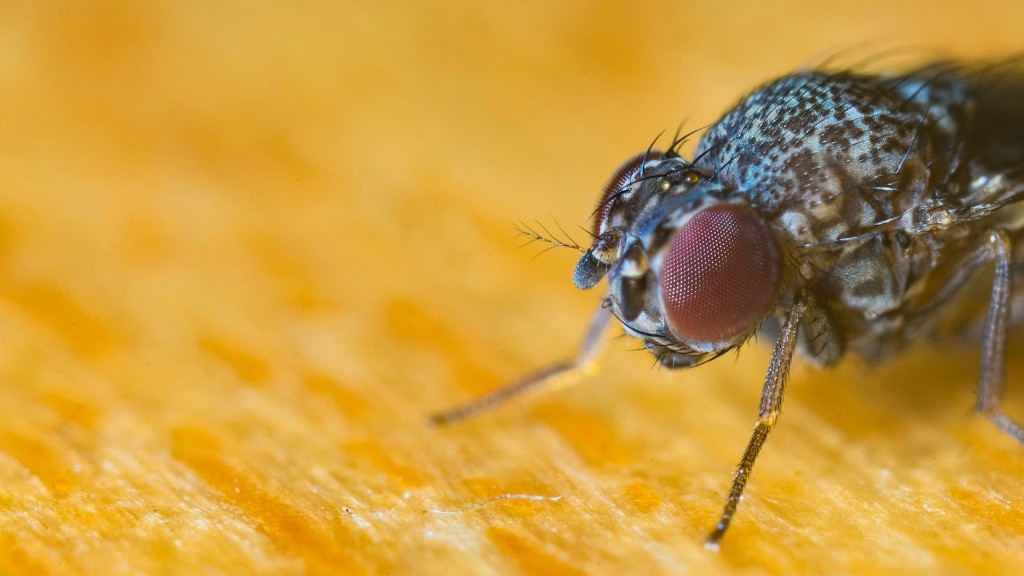 Why do flies eat poop?