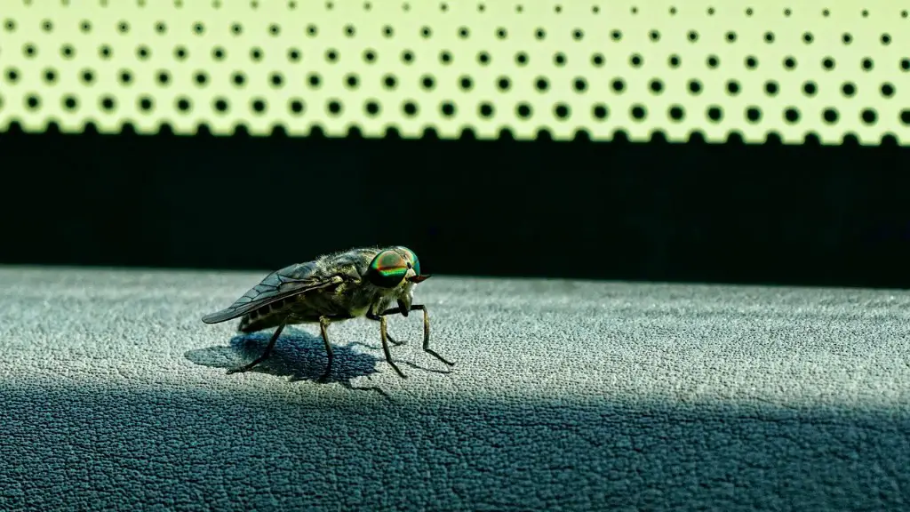 Do grasshoppers eat window screens?