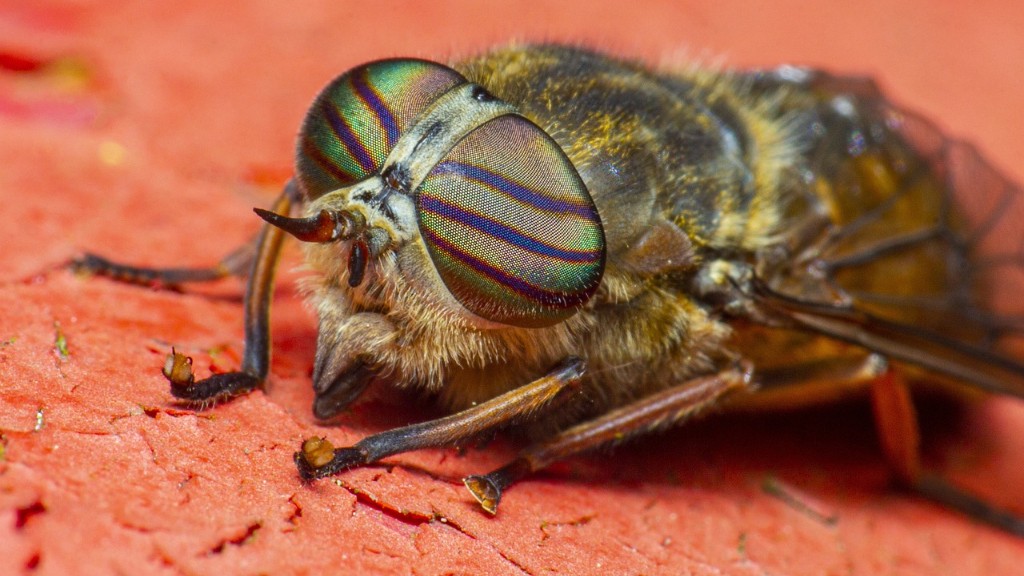 Does lysol kill fruit flies?