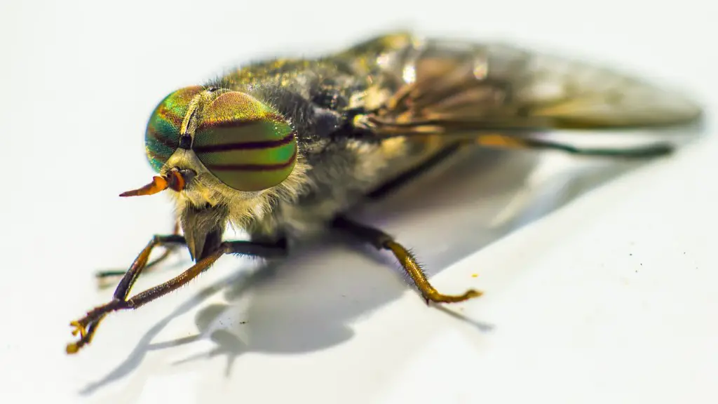 Do grasshoppers turn into locust?