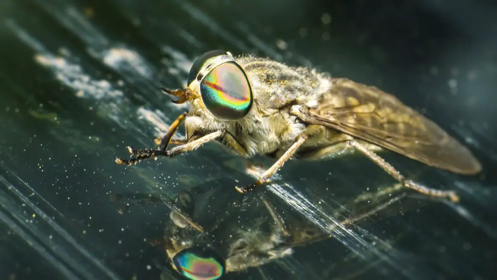 Quel âge ont les fourmis