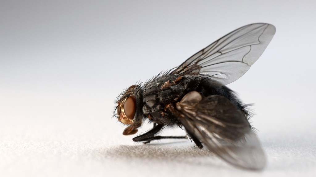 What attracts sand flies to humans?
