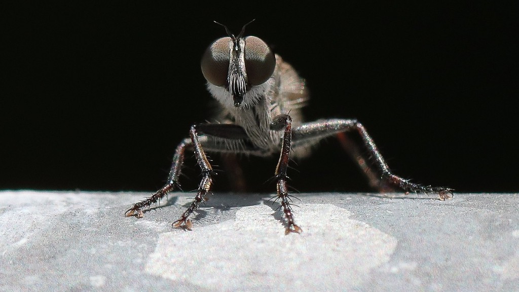 when-do-flies-die-about-bugs
