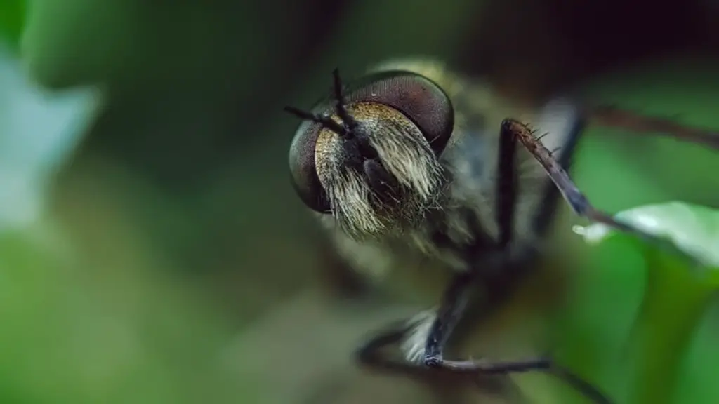 Les fourmis ont-elles réussi le test du miroir