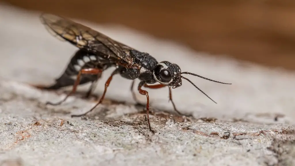 What dinosaur flies?