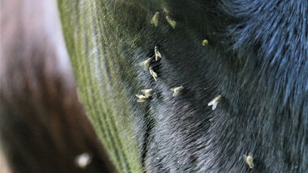 What Are The Big Black Ants