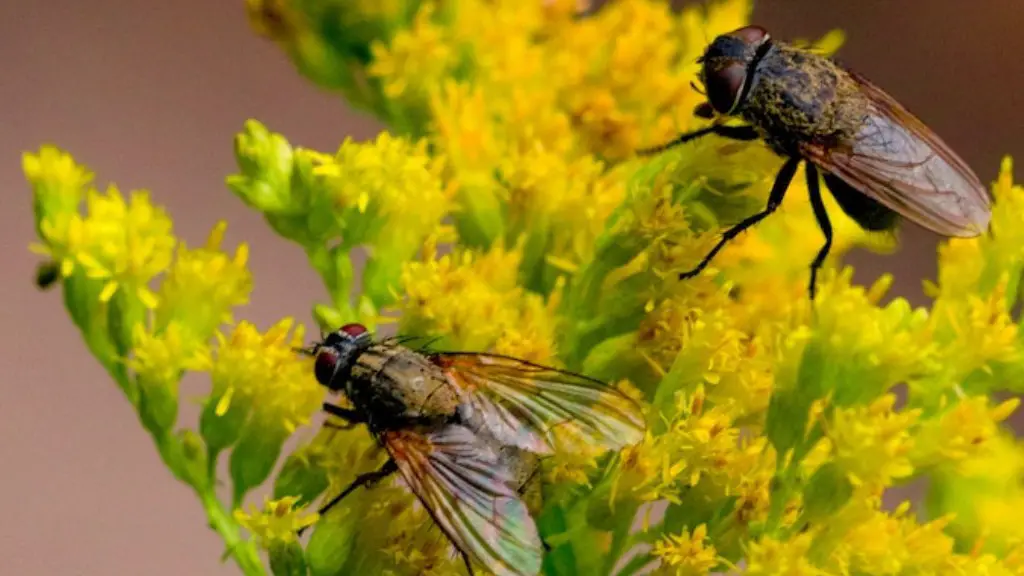 What happened to all the grasshoppers?