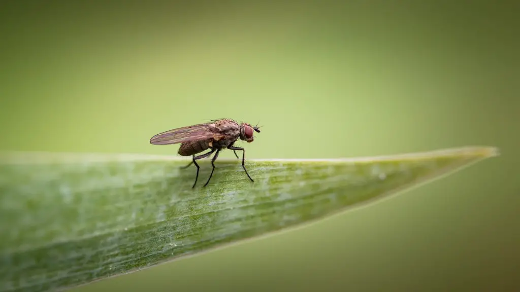 How To Get Rid Of Very Small Ants