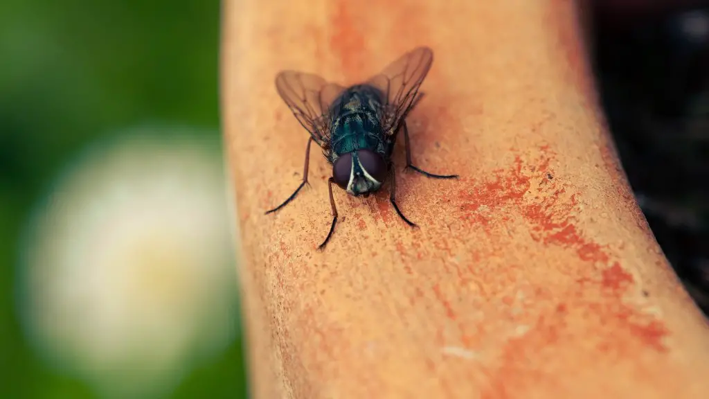 How Do You Get Rid Of Ants In Your Car