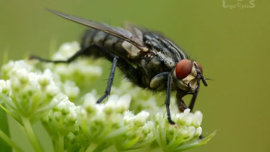 How to stop drain flies?