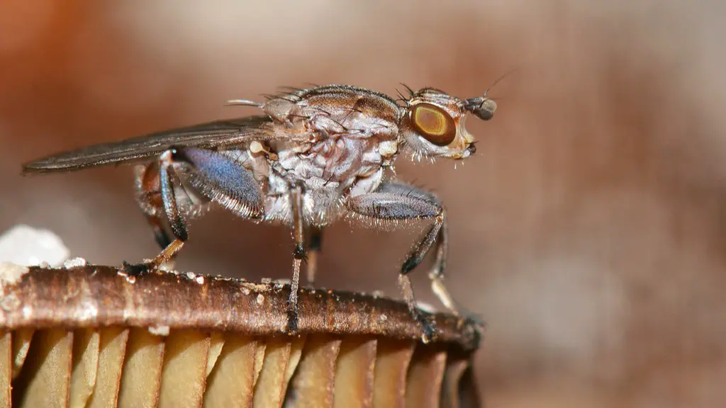 How Do You Get Rid Of Ants In Your Car