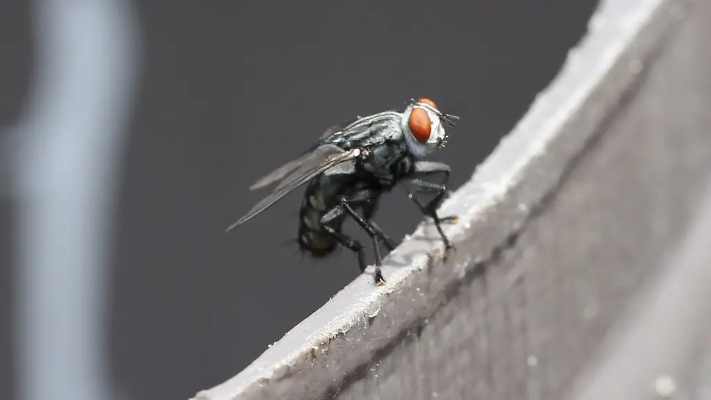 Who was the lord of the flies?