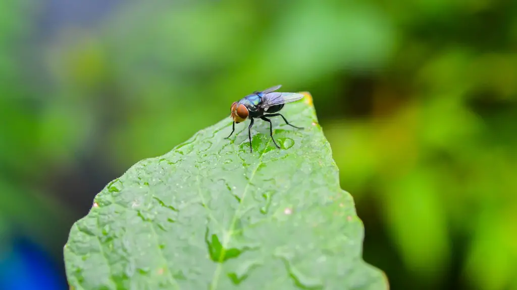 Do Carpenter Ants Make Noise