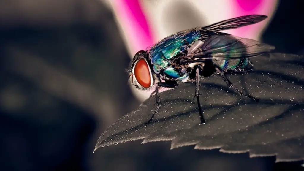 How long is a flies lifespan?