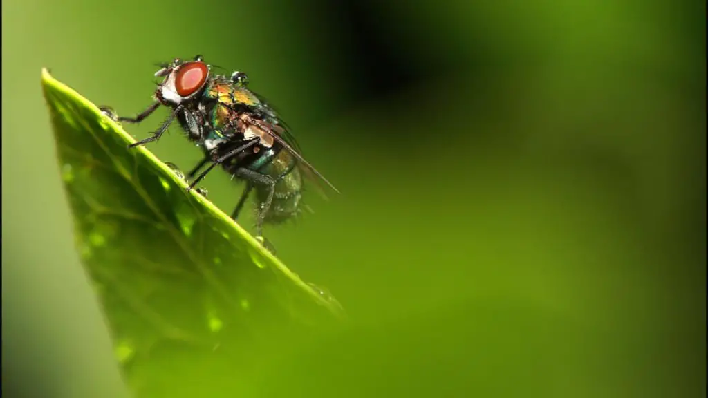 How To Get Ants To Stay Away