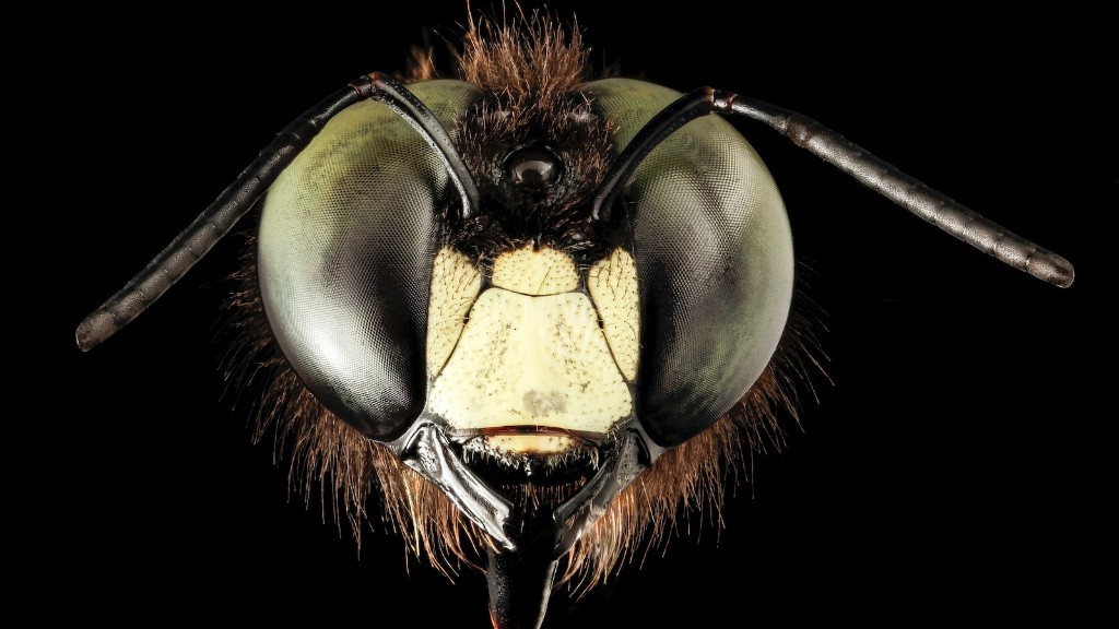 How fruit flies are born?