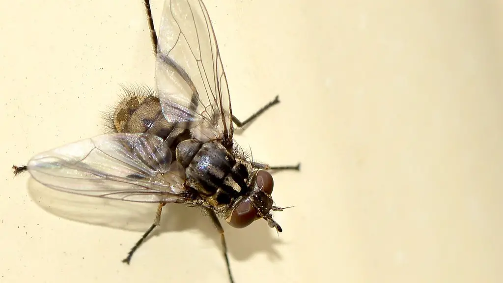 How To Clean Ants From Home