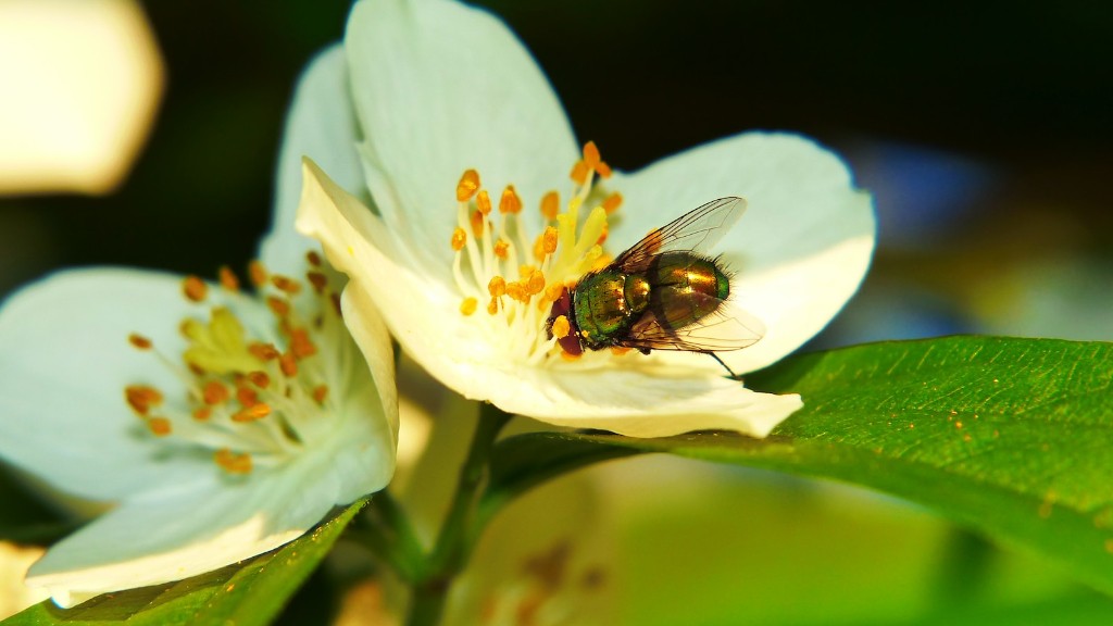 Where do flies come from in the winter?