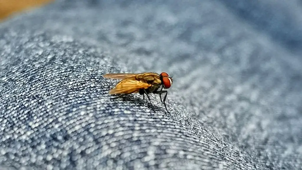 How To Get Rid Of Ants In Cat Food