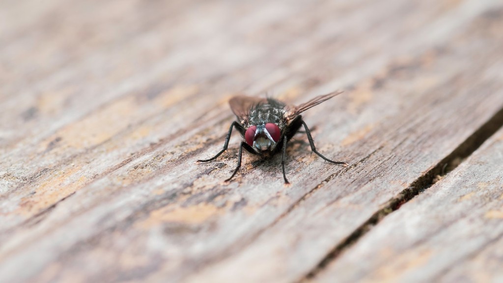 Les fourmis peuvent-elles ressentir de la douleur ?
