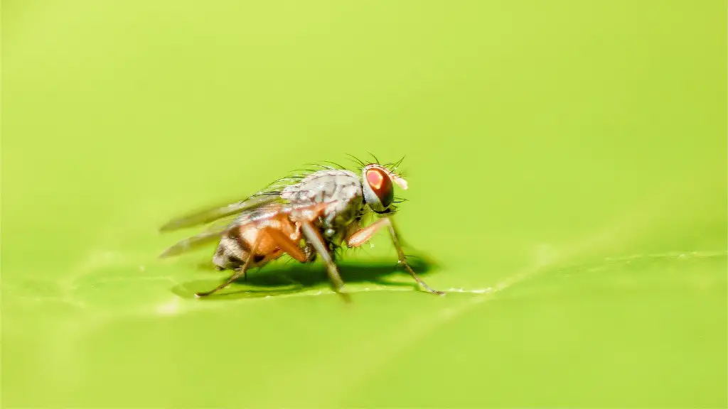 What do flies mean spiritually?