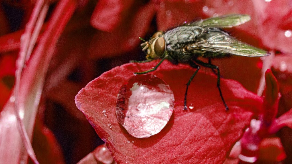 ¿El agua hirviendo mata a las hormigas?