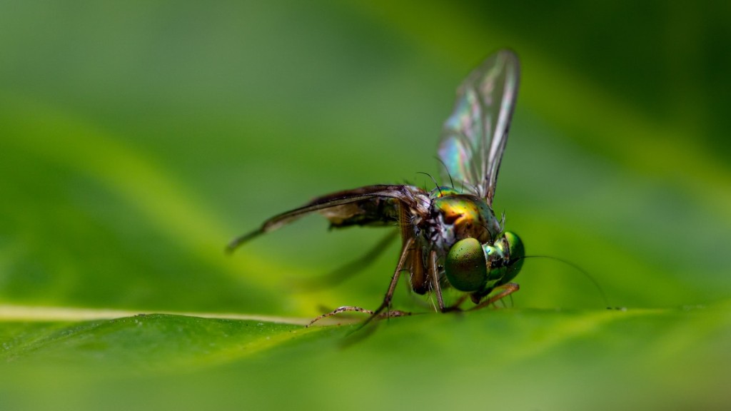 Comment se débarrasser des fourmis charpentières dans les murs ?