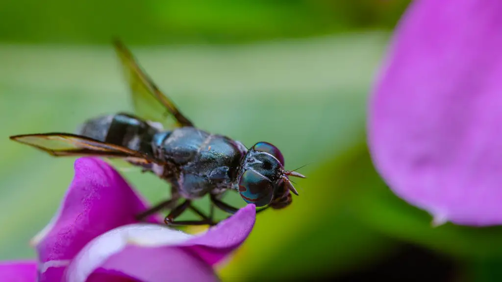 Why do flies fly in a circle?