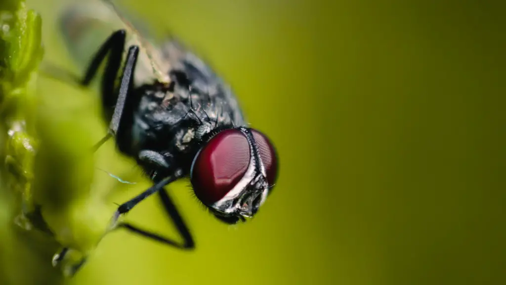 How fast do flies fly?