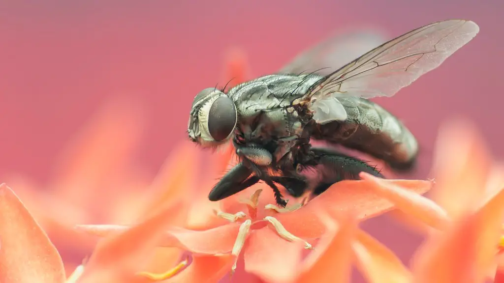 Where do flies go in the winter time?